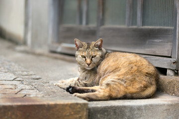 A brown tabby cat rests on cobblestones in Japan.
