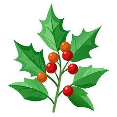 ilex glabra  vector on-white