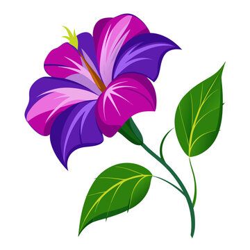 ipomea tricolor silhouette vector  on-white