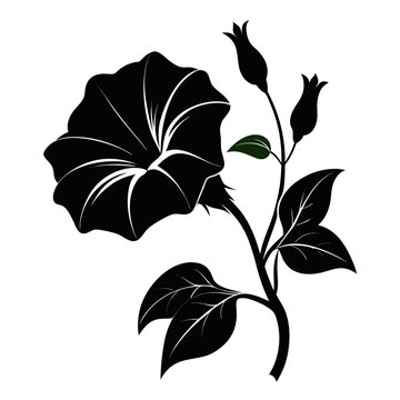 ipomea tricolor silhouette on-white