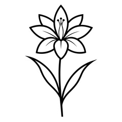  ixia maculata line art vector on white background