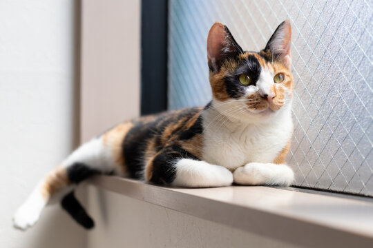 A calico cat is relaxing by the window.