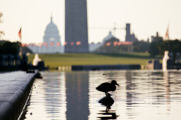 Silhouette of a duck standing in the Lincoln Memorial Reflecting Pool with Washington Monument in...