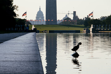 Silhouette of a duck standing in the Lincoln Memorial Reflecting Pool with Washington Monument in...