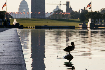 Silhouette of a duck standing in the Lincoln Memorial Reflecting Pool with Washington Monument in...
