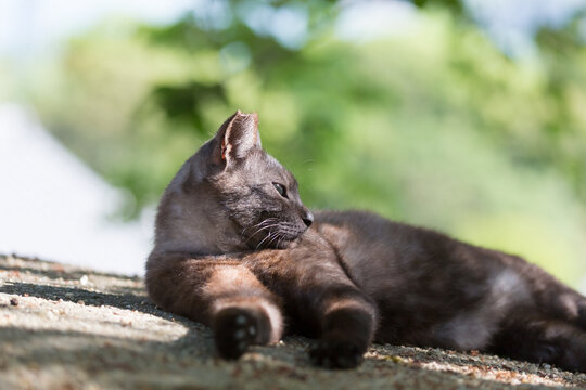 A black cat resting in the sun on a country back road - Powered by Adobe