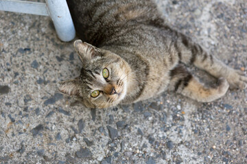 A brown tabby cat rolling on the cobblestones, Japan