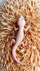 Fototapeta premium A Gecko's Odd Resting Place: Exploring an Unusual Animal Interaction Display
