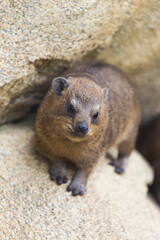 The rock hyrax (Procavia capensis), also called the Cape hyrax, rests on a rock.