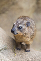 The rock hyrax (Procavia capensis), also called the Cape hyrax