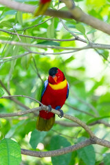 The yellow-bibbed lory (Lorius chlorocercus) perches on a branch.
