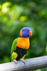 The coconut lorikeet (Trichoglossus haematodus), also known as the green-naped lorikeet, is seen on a branch