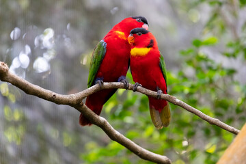 Two yellow-bibbed lory (Lorius chlorocercus) are cuddling on a tree.