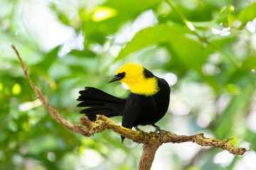 The male yellow-hooded blackbird (Chrysomus icterocephalus) looking back on a branch