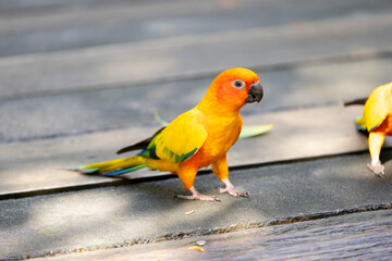 The sun conure (Aratinga solstitialis), also known as the sun parakeet