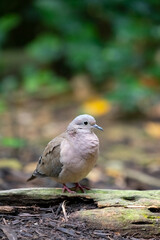 Fototapeta premium The eared dove (Zenaida auriculata) on a tree trunk