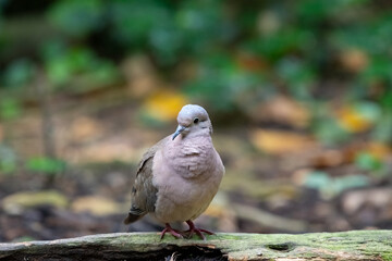 The eared dove (Zenaida auriculata) on a tree trunk