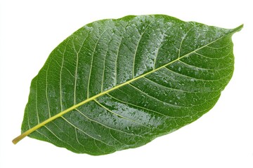 Fototapeta premium Close-up of a single, vibrant green leaf. Its smooth, oval shape is highlighted against a pure white background. Visible veins create a network across the leaf surface. 