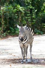 A zebra (Hippotigris) seen from the front © officek