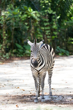 A zebra (Hippotigris) seen from the front