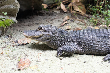 Upper body of the Chinese alligator (Alligator sinensis), also known as the Yangtze alligator or the muddy dragon