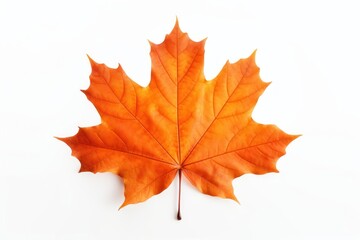 Fototapeta premium Maple leaf plant tree fragility.