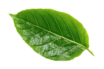 Obraz premium Close-up of a single vibrant green leaf (2)