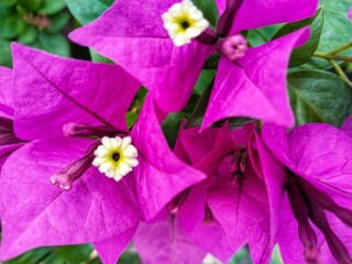 A cluster of bright, showy purplish pink Bougainvillea flower with the background of the image dominated by blurry green foliage.