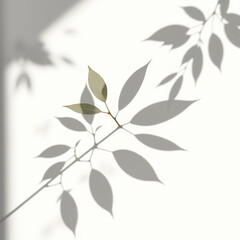shadow overlay effect. Gray shadow of leaves isolated on white background. Plant foliage leaf shadow light effect. 
Mockup Blurred tree branch shadow. Ideal for summer spring design elements PNG