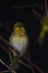 Village Weaver (Ploceus cucullatus) looking at the camera, yellow plumage