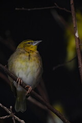 Village Weaver (Ploceus cucullatus) facing right, yellow plumage