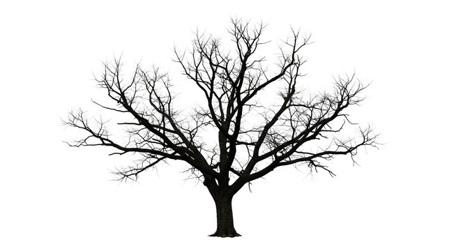 Isolated silhouette of a bare tree on a white background creates dramatic contrast