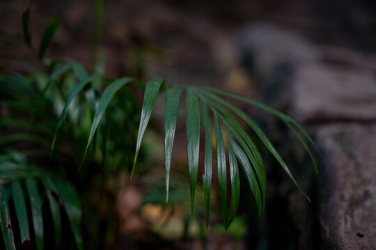 Close-up of a plant with long green blades - Powered by Adobe