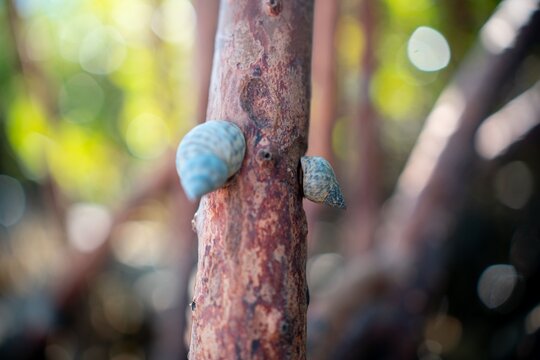 Close-up of two snails on a tree branch with a blurred natural background