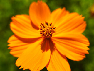 キバナコスモスのクローズアップ