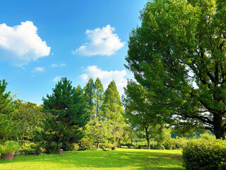 爽やかな空と木々