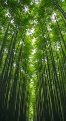 Fototapeta premium A grove of tall bamboo trees with sunlight filtering through the leaves