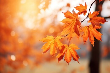 Scenery maple tree backgrounds.