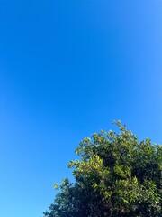 Green tree with clear blue sky background