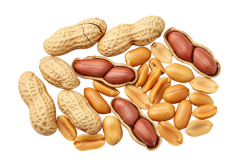 Fresh Raw Peanuts: Whole, Unshelled, and Shelled Nuts Isolated on transparent