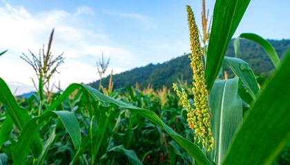 Obraz premium Close-up of a corn field, lush green leaves, and corn tassels