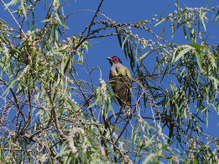 Australian Figbird or Green Figbird (Sphecotheres vieilloti) perched in a weeping willow tree with blue sky background.  