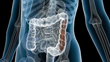 Eliminate feces and viruses, intestinal probiotics promote intestinal motility, activate intestinal peristalsis, and eliminate toxins. Intestinal and digestive system health,3D rendering.Alpha channel