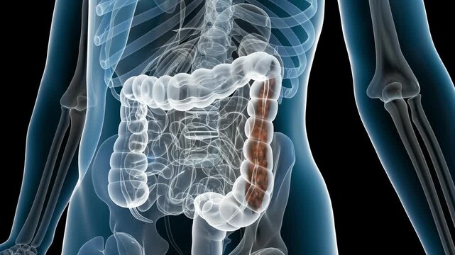 Eliminate feces and viruses, intestinal probiotics promote intestinal motility, activate intestinal peristalsis, and eliminate toxins. Intestinal and digestive system health,3D rendering.Alpha channel