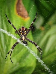 spider on the web