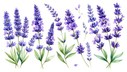Naklejka premium Watercolor lavender sprigs collection on white background