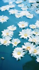 Obraz premium Floating daisy flower outdoors blossom nature.