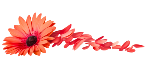 Coral Gerbera Daisy Flower with Scattering Petals, cut out transparent