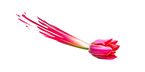 Vibrant pink tulip petals dissolving into motion against a pure white background, cut out transparent