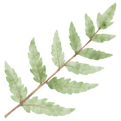 Fototapeta premium Fern